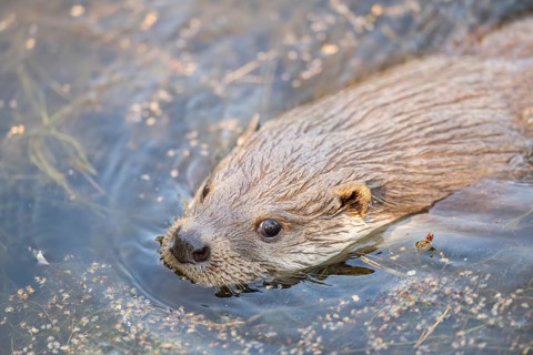 Eurasian otter (Lutra lutra) swimming in the water, Hesse, Germany