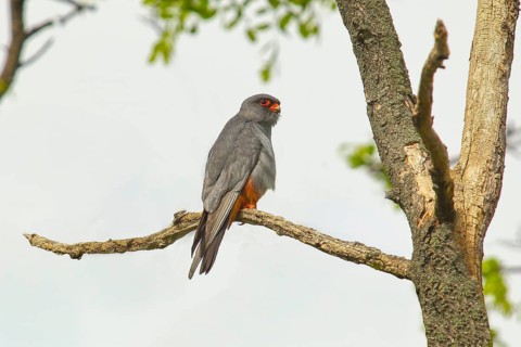 Red-footed falcon (Falco vespertinus), male sitting on a branch, wildlife, nature photography,