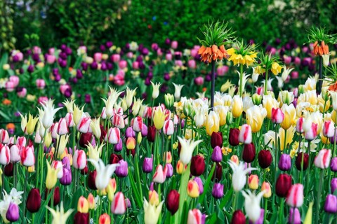 Different coloured tulips (Tulipa), colourful tulip bed, Keukenhof gardens, Lisse, Bollenstreek,