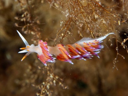 Nudibranch with complex play of colours of purple and orange, migratory thread snail (Cratena