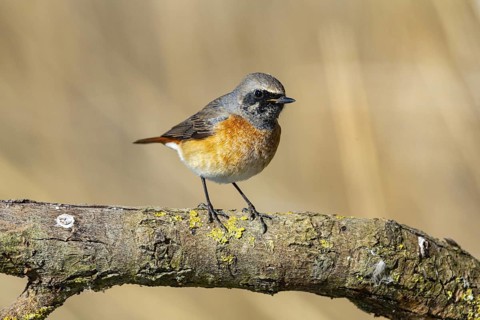 Redstart (Phoenicurus phoenicurus) Germany