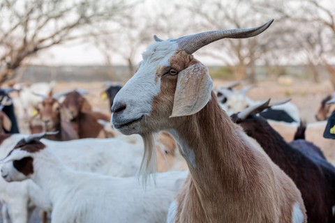 Domesticated goat livestock raised for meat producion on a ranch in Sonora, Texas, USA