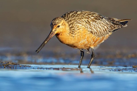 Bar-tailed Godwit (Limosa lapponica) feeding along a river in Nome, Alaska