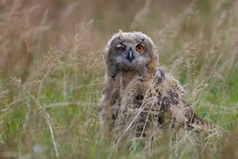 Europäischer Uhu; lat. Bubo bubo; Ästling auf Wiese sitzend