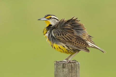 Eastern Meadowlark (Sturnella magna), Florida, USA