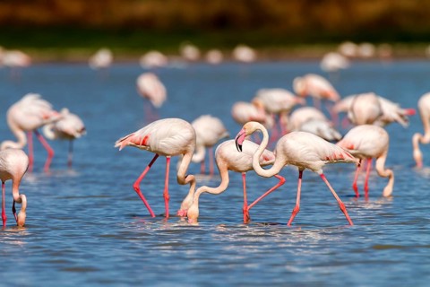 Greater Flamingo (Phoenicopterus roseus), Castile-La Mancha, Spain
