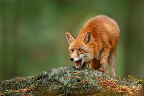 Animal, green environment, stone. Fox in forest. Cute Red Fox, Vulpes vulpes, at forest with