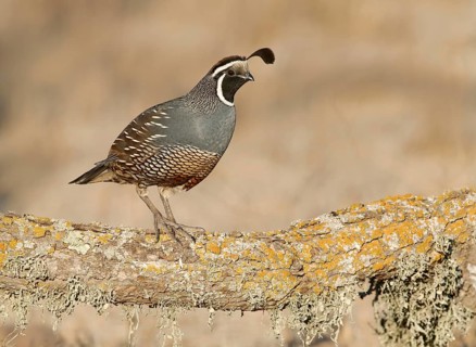 California Quail (Callipepla californica) male, California, USA