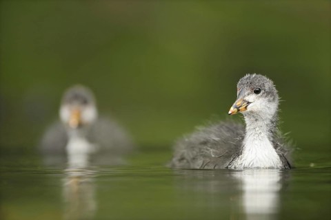 Eurasian Coot (Fulica atra) juvenile, North Rhine-Westphalia, Germany