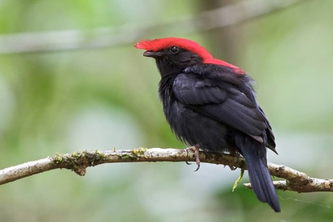 Helmeted Manakin (Antilophia galeata) perched on a branch in the Atlantic rainforest of southeast