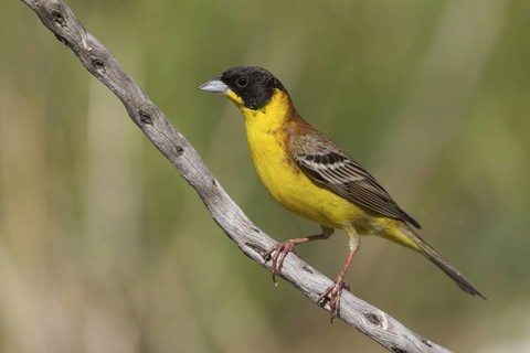 Black-headed Bunting (Emberiza melanocephala) male, Cyprus