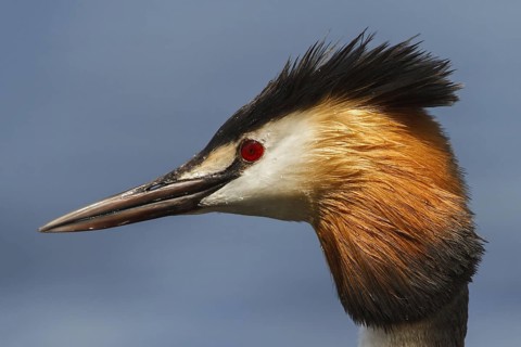 Great Crested Grebe (Podiceps cristatus), Utrecht, Netherlands