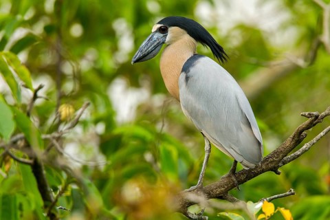Boat-billed Heron Cochlearius cochlerius San Blas, Nayarit, Mexico 7 June Adult Ardeidae