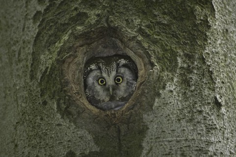 Boreal Owl (Aegolius funereus), Saxony, Germany