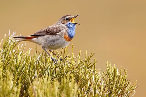 Bluethroat (Luscinia svecica cyanecula) male singing, Castile, Spain
