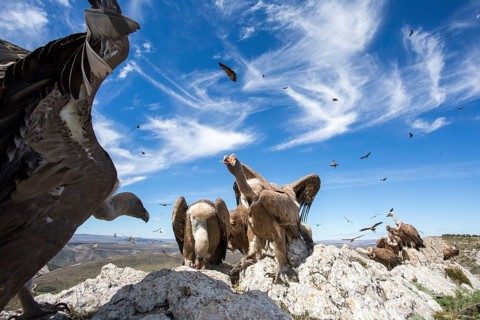 Griffon Vulture (Gyps fulvus) perched on a rock, Aragon, Spain