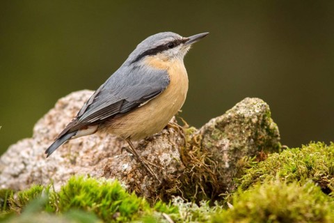 Eurasian Nuthatch (Sitta europaea), perched on a stone, Castilla Leon, Spain