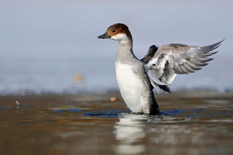 Smew (Mergellus albellus) female flapping, North Rhine-Westphalia, Germany