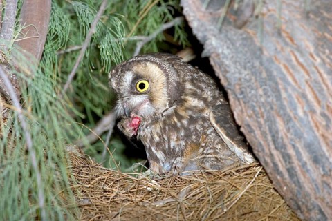 Long-eared Owl Asio otus Anza Borrego State Park, CALIFORNIA, USA April Adult with Kangaroo Rat