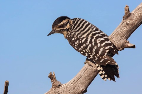 Ladder-backed Woodpecker Picoides scalaris Santa Rita Mountains, Santa Cruz County, Arizona, United