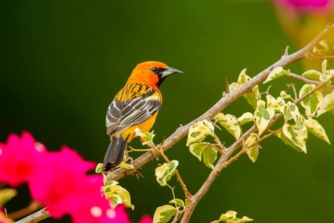 Streak-backed Oriole Icterus pustulatus microstictus El Tuito, Jalisco, Mexico 12 June Adult Male