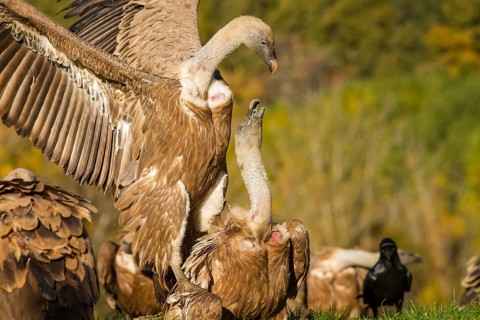 Griffon Vulture (Gyps fulvus), two vultures fighting, Castilla Leon, Spain
