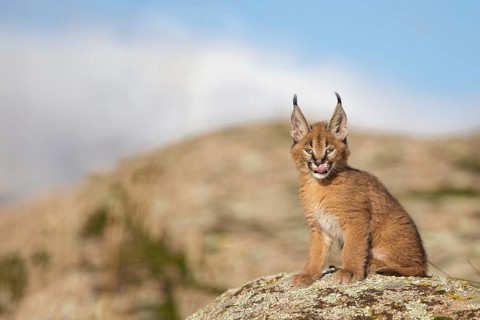 Caracal (Caracal caracal) cub sitting on rock licking its jaws, Castile-La Mancha, Spain