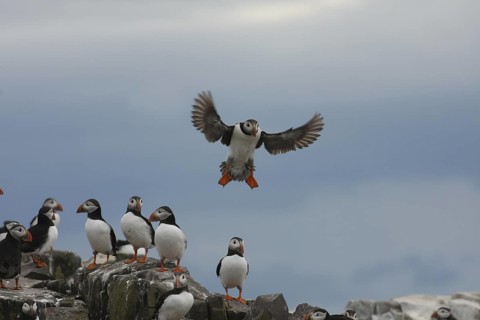 Atlantic Puffin (Fratercula arctica), Farne Islands, United Kingdom