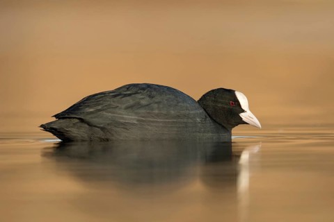 Meerkoet laag standpunt, Coot low point of view