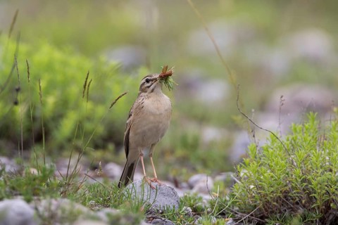 Tawny Pipit (Anthus campestris) carrying insect prey to feed young, Grobnik, Croatia