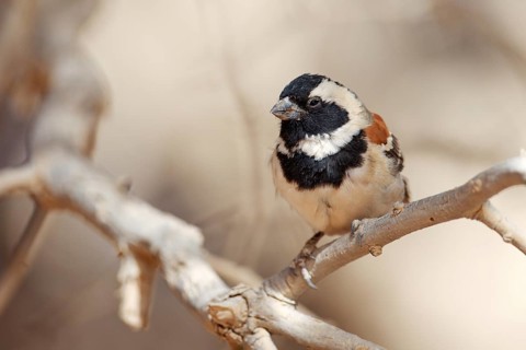 Cape Sparrow (Passer melanurus) male, Namibia