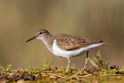 Common Sandpiper (Actitis hypoleucos), North Rhine-Westphalia, Germany