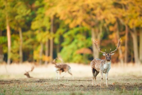 Damhirsche, Dama dama Fallow Deers, Dama dama
