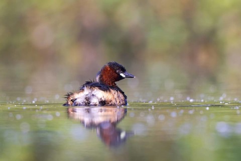 Little Grebe (Tachybaptus ruficollis), North Rhine-Westphalia, Germany