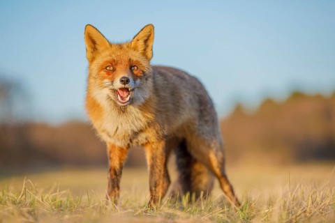 Rotfuchs, Vulpes vulpes Red Foxs, Vulpes vulpes
