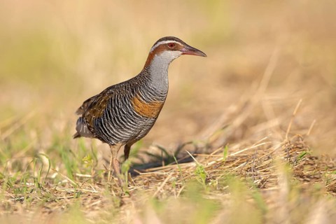 Buff-banded Rail (Gallirallus philippensis) male, Victoria, Australia