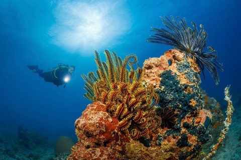 Haarsterne, Anneissia bennetti Feather Stars, Anneissia bennetti