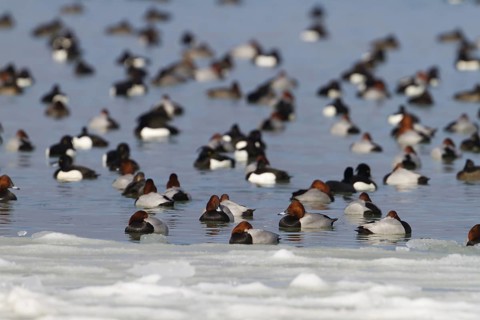 Tufted Duck & Common Pochard (Aythya fuligula & Aythya ferina), Thurgovia, Switzerland, TUDU,