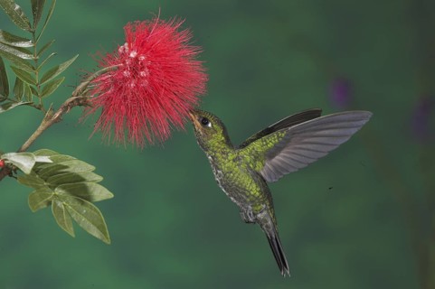 Green-crowned Brilliant (Heliodoxa jacula), Costa Rica