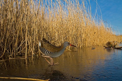 Water Rail (Rallus aquaticus), Cheshire, United Kingdom