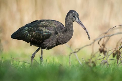 Glossy Ibis (Plegadis falcinellus), Schleswig-Holstein, Germany