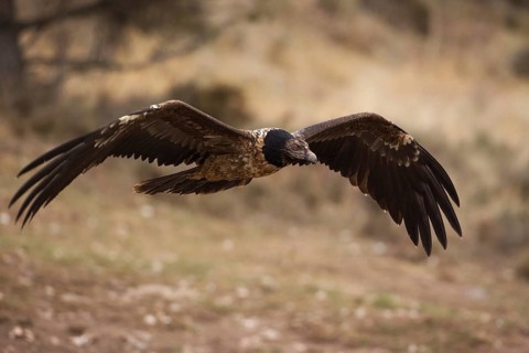 Bearded Vulture (Gypaetus barbatus) flying, Pyrenees, Spain