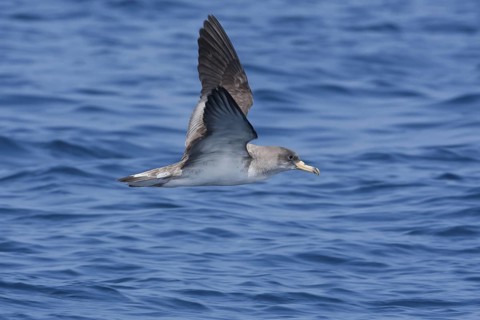Scopoli's Shearwater (Calonectris diomedea) flying, Mallorca, Spain