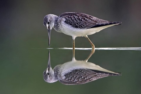 Common Greenshank (Tringa nebularia), Oman