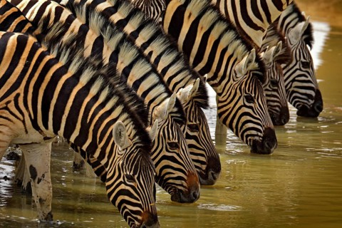 Zebra with blue storm sky with clouds. Burchell's zebra, Equus quagga burchellii, Nxai Pan National