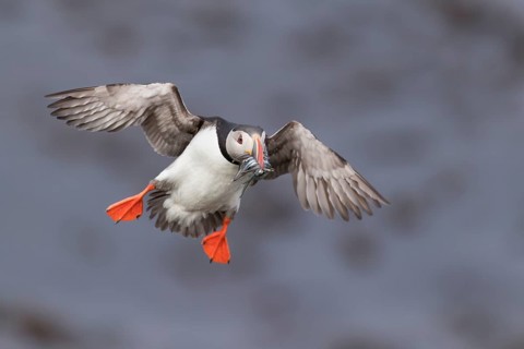 Atlantic Puffin (Fratercula arctica) flying, Iceland