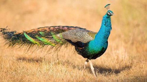 Indian Peafowl (Pavo cristatus) male, Kanha National Park, India