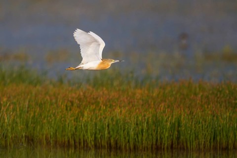 Squacco Heron (Ardeola ralloides) flying, Greece