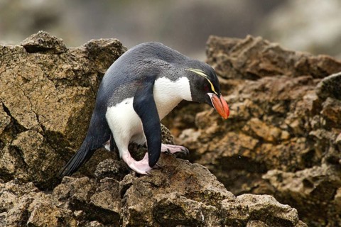 Snares Penguin (Eudyptes robustus), Snares Islands, New Zealand