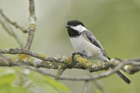 Black-capped Chickadee (Poecile atricapillus), Maine, USA